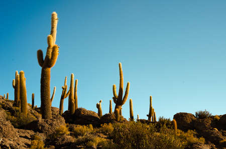 Giant cactuses on a hill in the middle of a salt flat desert Uyuni in Boliviaの写真素材