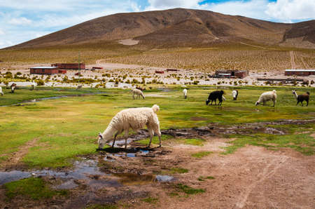 Bunch of alpacas grazing in an oasis at the exit from the Uyuni desert in Boliviaの写真素材