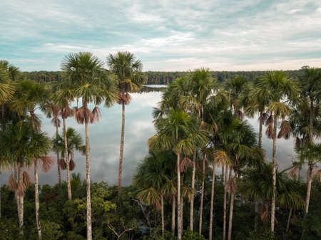 aerial of palm trees and clouds reflecting in a lakeの写真素材