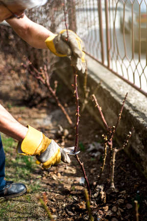 Man pruning roses in the yard close upの写真素材