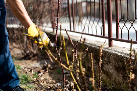 Man pruning roses in the yard close upの写真素材