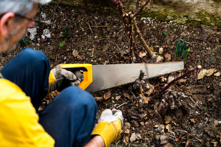 Man pruning roses in the yard close upの写真素材