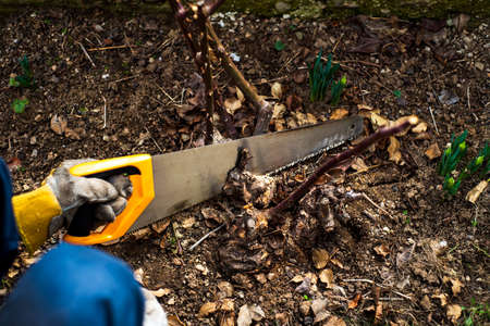 Man pruning roses in the yard close up