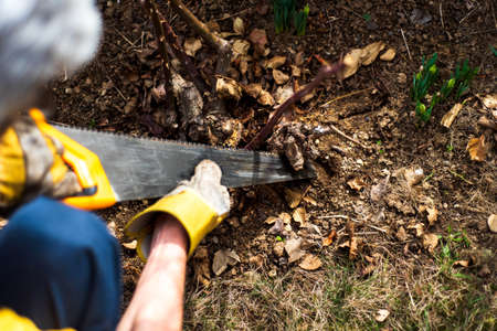 Man pruning roses in the yard close up