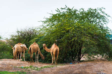 Camels grazing on plants in the desert in the openの写真素材