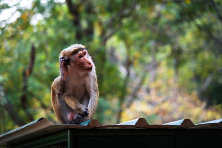 Portrait of a monkey in tropical forest of Sri Lanka