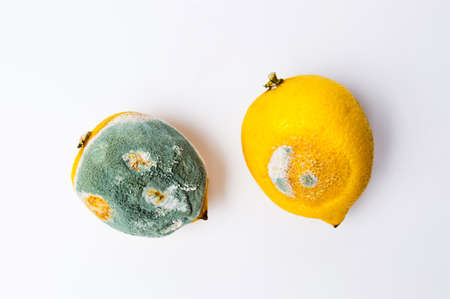 Moldy lemon fruit on white background top view