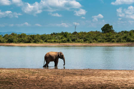 Lonely Asian elephant walking by the lakeの写真素材