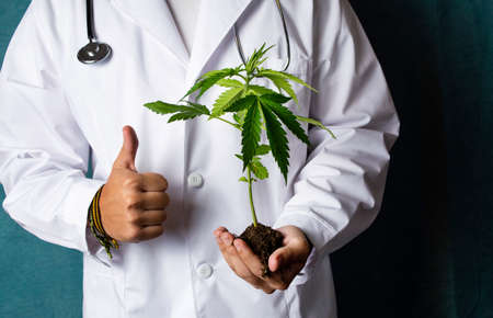Scientist holding a marijuana branch close upの写真素材