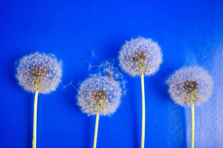 Dandelion flowers and seeds on blue backgroundの写真素材