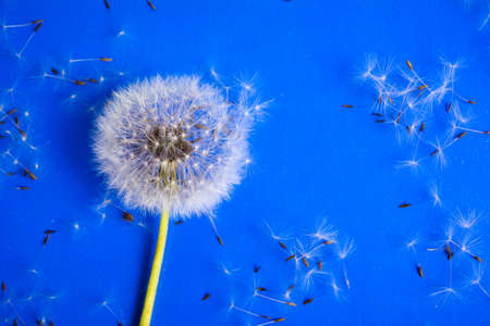 Dandelion flowers and seeds on blue background