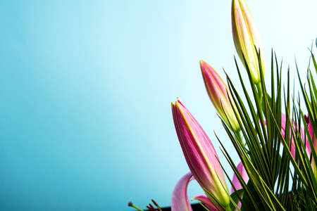 Beautiful Lily flowers on blue background with copy spaceの写真素材