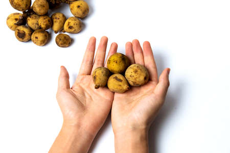 Woman holding langsat tropical fruit isolated on white backgroundの写真素材