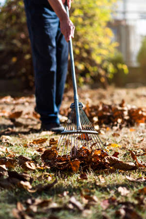 Man cleaning fallen autumn leaves in the backyardの写真素材