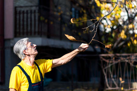 Man punching autumn leaves from the tree in the yardの写真素材