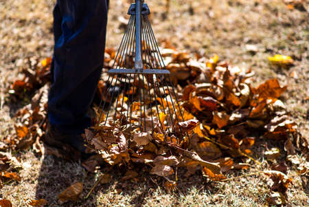 Man collecting fallen autumn leaves in the backyardの写真素材