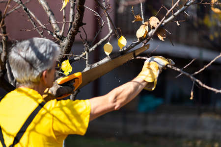 Man pruning tree cutting old branches with a saw in autumn