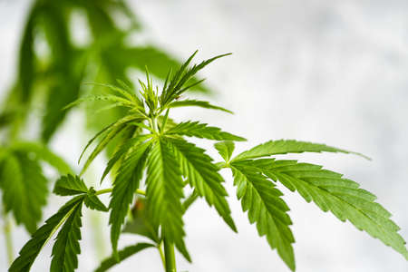 Industrial hemp cannabis plant branch against bright backgroundの写真素材