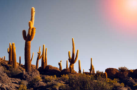 Giant cactuses on a hill in the middle of a salt flat desert Uyuni in Boliviaの写真素材