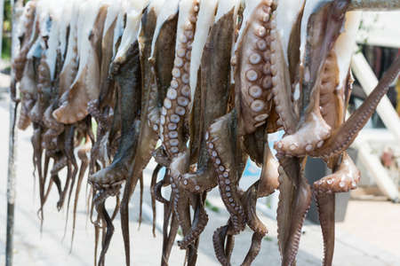 Bunch of octopuses for sale at a fishing marketの写真素材