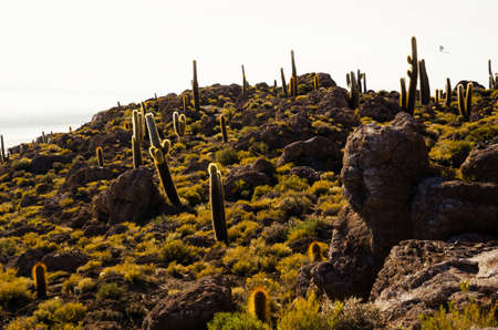 Giant cactuses on a hill in the middle of a salt flat desert Uyuni in Boliviaの写真素材
