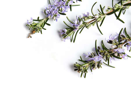 Rosemary plant brunches in blossom on white backgroundの写真素材