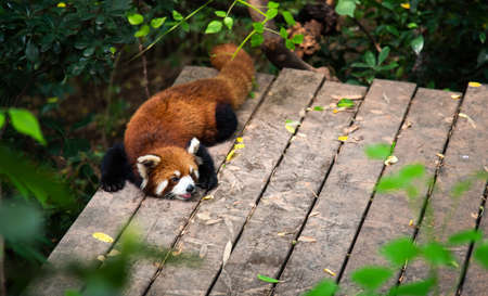 Red panda baby in Chengdu city in China