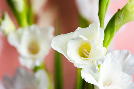 White Gladiolus flowers in blossom on pink backgroundの写真素材