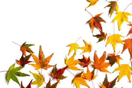 Autumn leaves on a white background with copy space