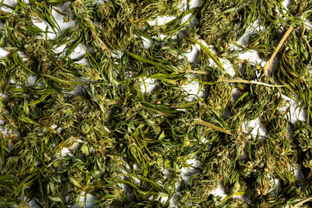 Marijuana cannabis hemp in blossom on a pile top viewの写真素材