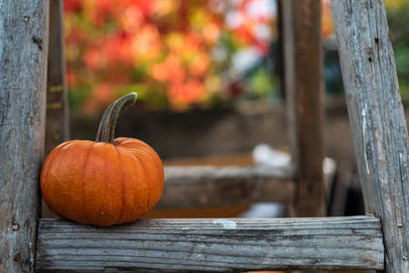 Small pumpkin on a ladder outdoorの写真素材