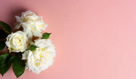 White roses arrangement on pastel background with copy spaceの写真素材