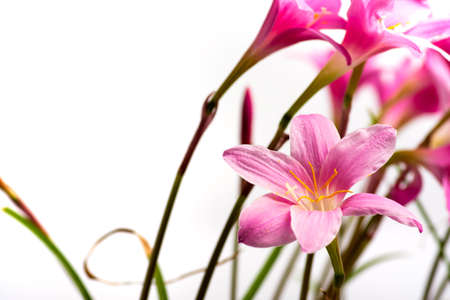Pink lily flowers in bloom against white background