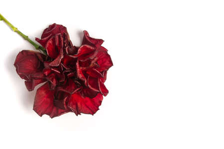 Hibiscus blossom isolated flower on a white backgroundの写真素材