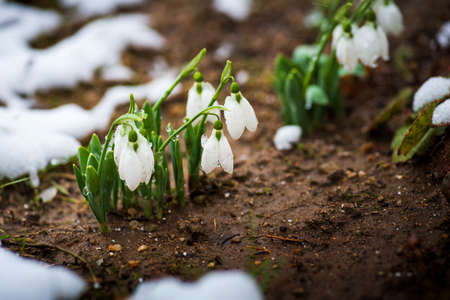 Spring snowdrop flowers blooming from the snow with shallow depth of fieldの写真素材