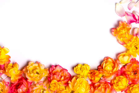 orange roses and empty space for your textの写真素材