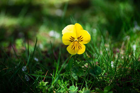 Downy yellow violet blooming in the green grass field closeup macroの写真素材