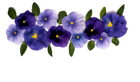 Viola plant violet flower in blossom arrangement isolated with copy spaceの写真素材