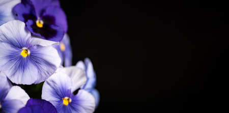 Violet flower in blossom arrangement on dark background with copy spaceの写真素材