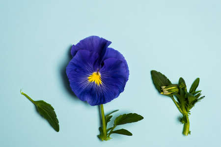 Viola plant violet flower in blossom arrangement with copy spaceの写真素材