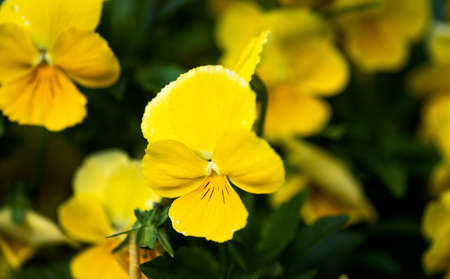 Bunch of Yellow viola violet flowers in blossom in the fieldの写真素材