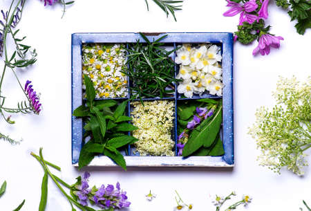 Spring flowers in a box on white background flat lay top view