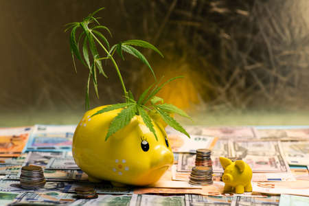 Cannabis leaves growing out of piggy bank surrounded with cash in various currenciesの写真素材