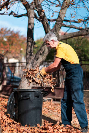 Senior man manually collecting fallen autumn leaves in the yardの写真素材