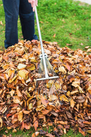 Man cleaning fallen autumn leaves in the backyard