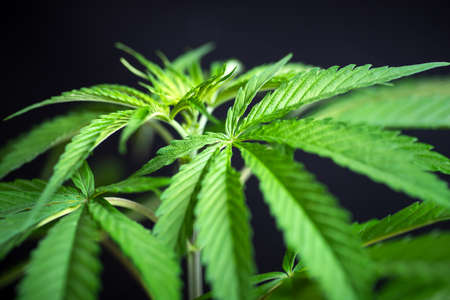Marijuana herbal cannabis plant leaves bush against dark bakround closeup