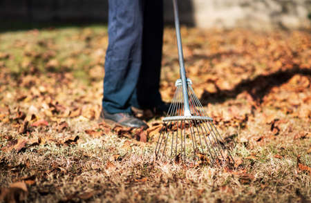 Man cleaning fallen autumn leaves in the backyard
