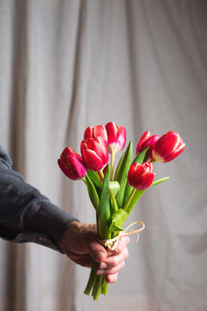 Man holding red tulip bouquet in front of a window curtain at home closeupの写真素材