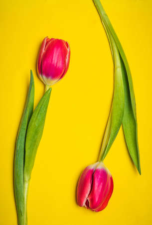 Red tulips on yellow background arrangement top view flat layの写真素材