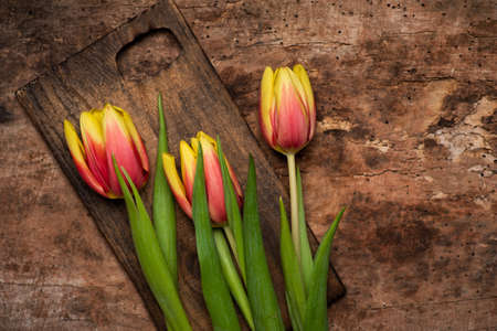 Red and yellow two colored tulip flowers on wooden background top view flat layの写真素材
